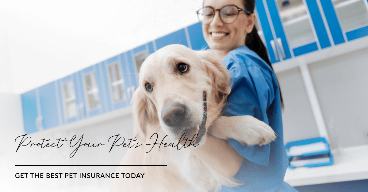 You are currently viewing Ensuring Your Pet’s Future: An Introduction to Pet Insurance